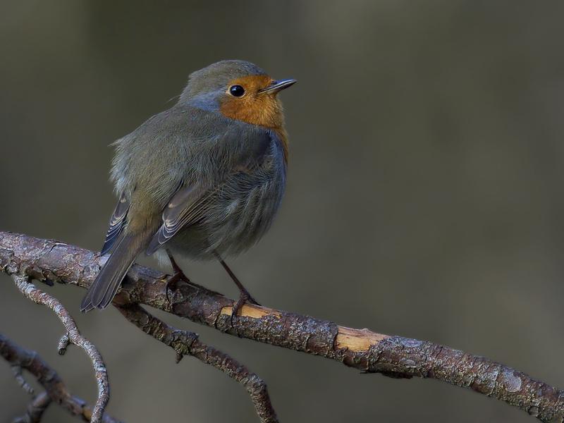 Roodborst-20101106P1150814d.jpg