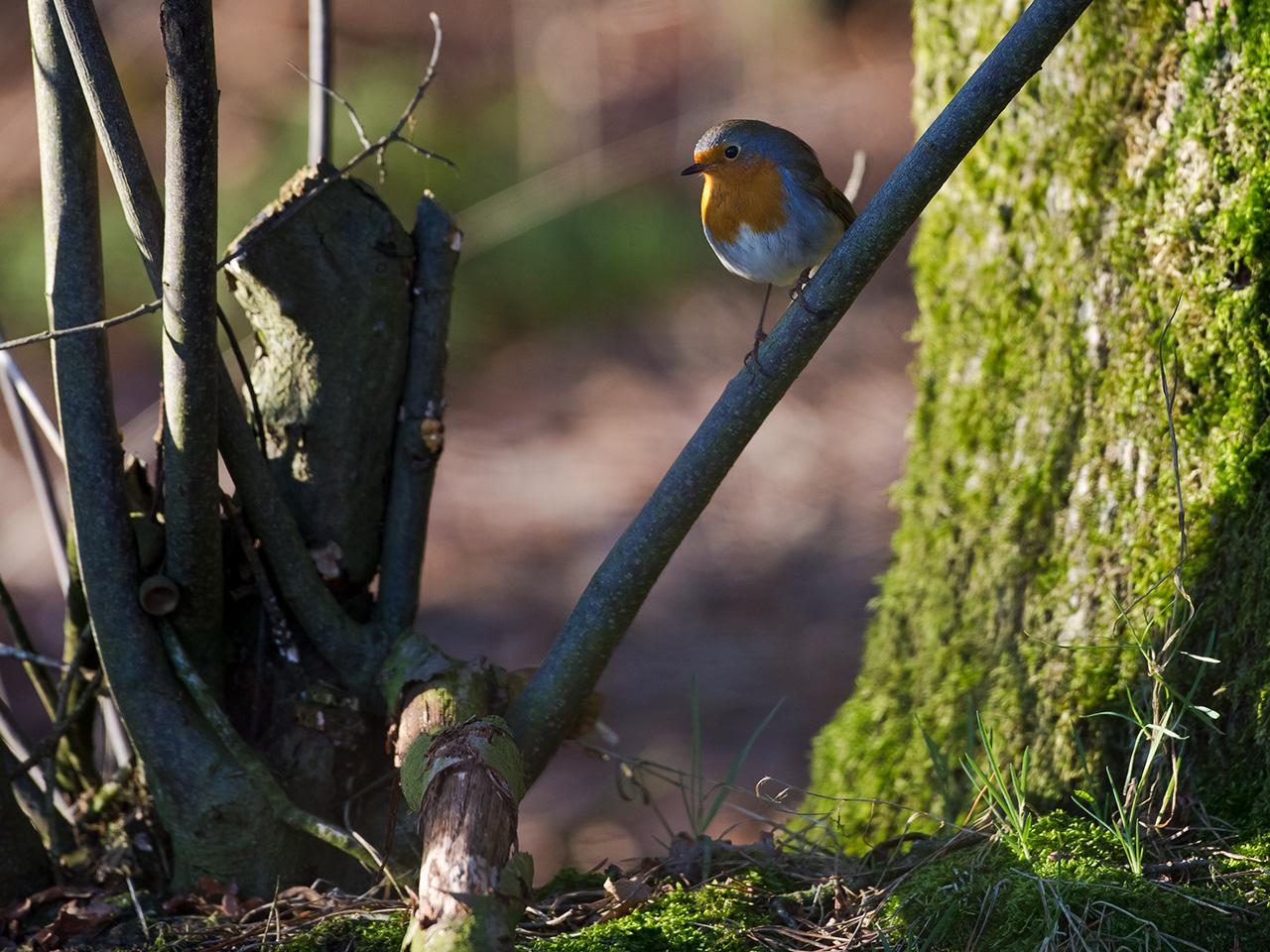 Roodborst-20130112g12807X1A2768a.jpg