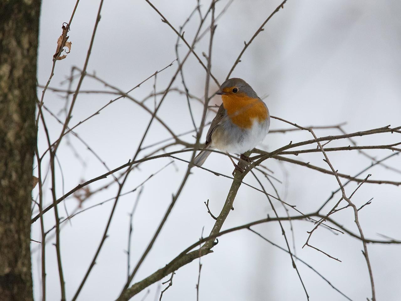 Roodborst-20130119g12807X1A3225a.jpg