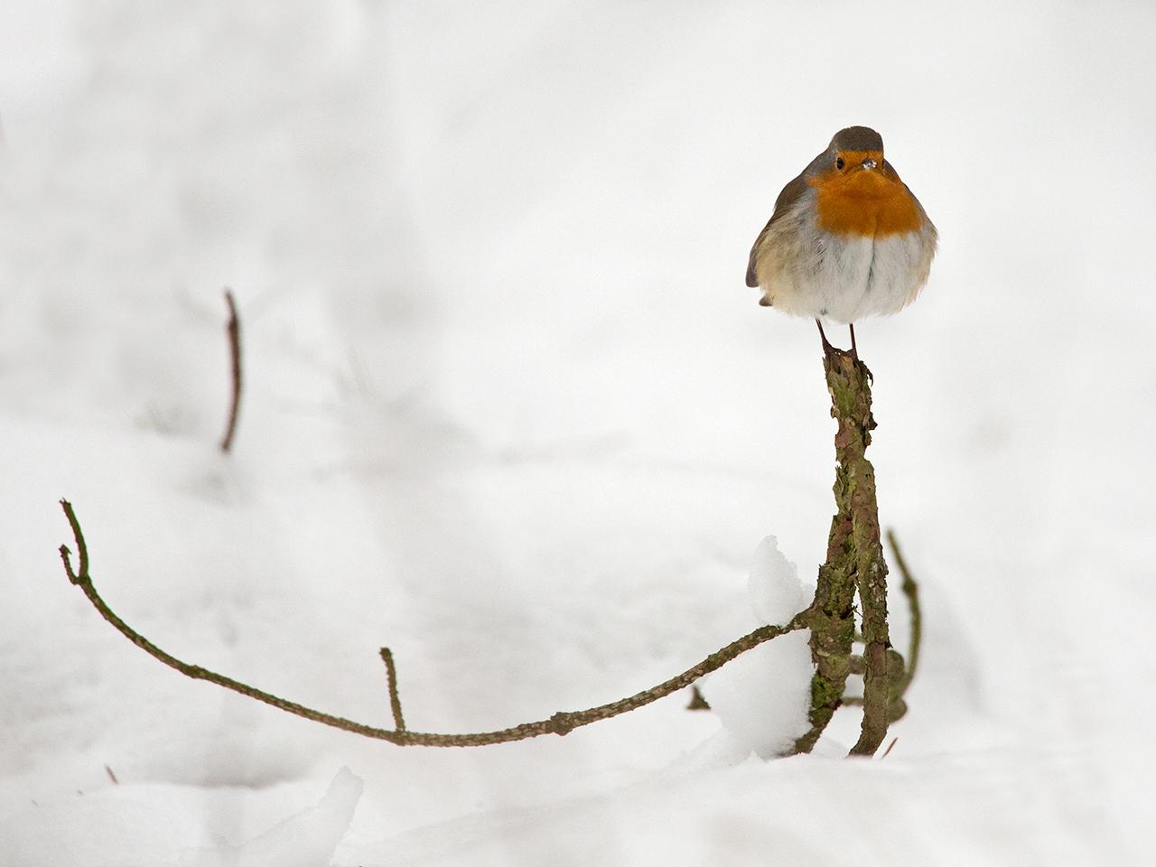 Roodborst-20130119g12807X1A3232a.jpg