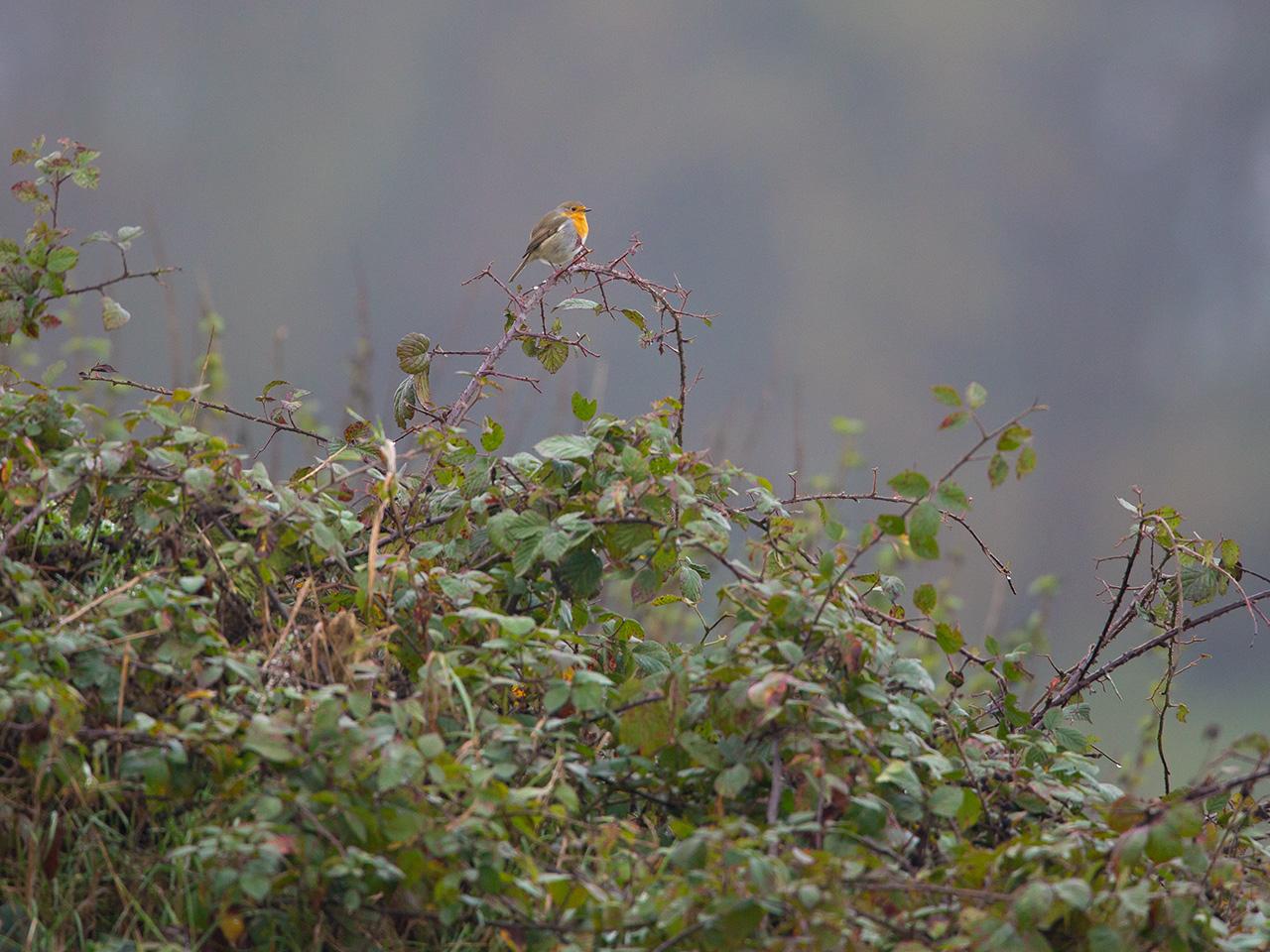 Roodborst-20131102g12807X1A9211a.jpg