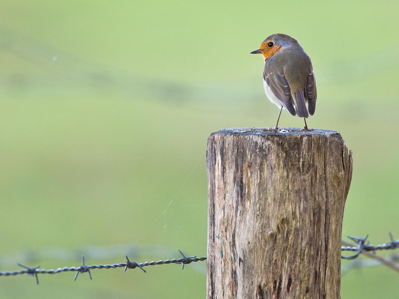 Roodborst-20131109g12807X1A9288a.jpg