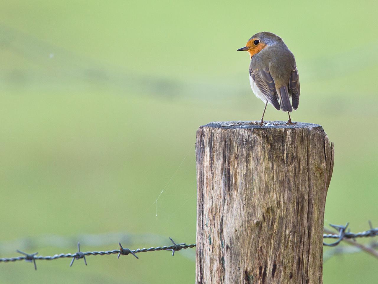 Roodborst-20131109g12807X1A9288a.jpg