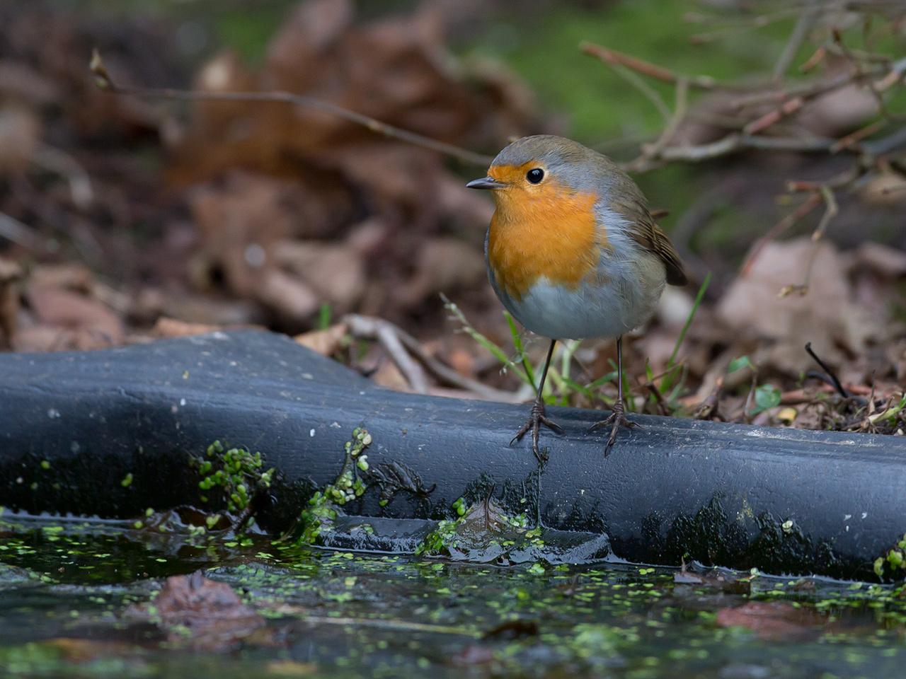 Roodborst-20141126g12807X1A2404a.jpg