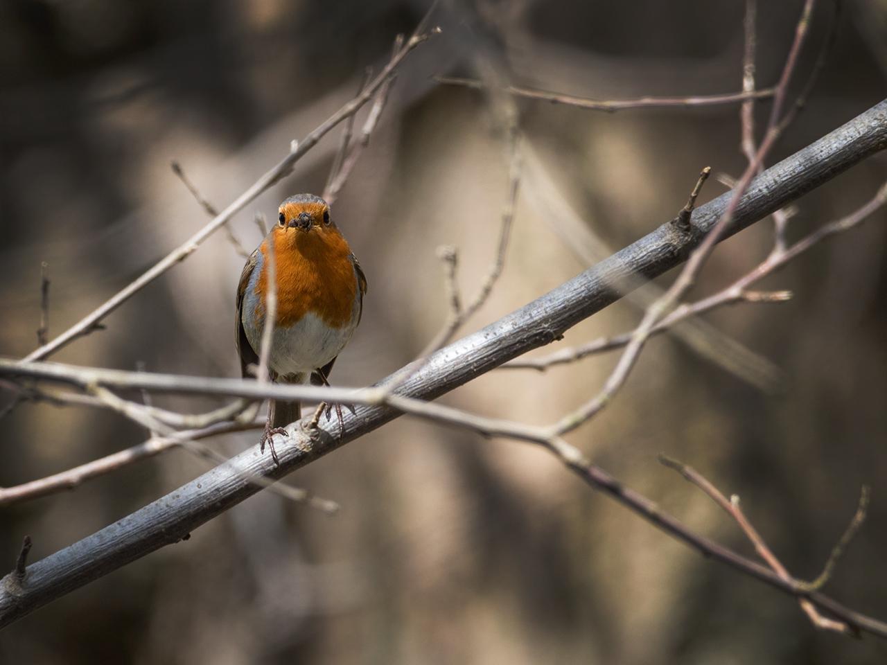 Roodborst-20170428g1280YSXX8370a.jpg