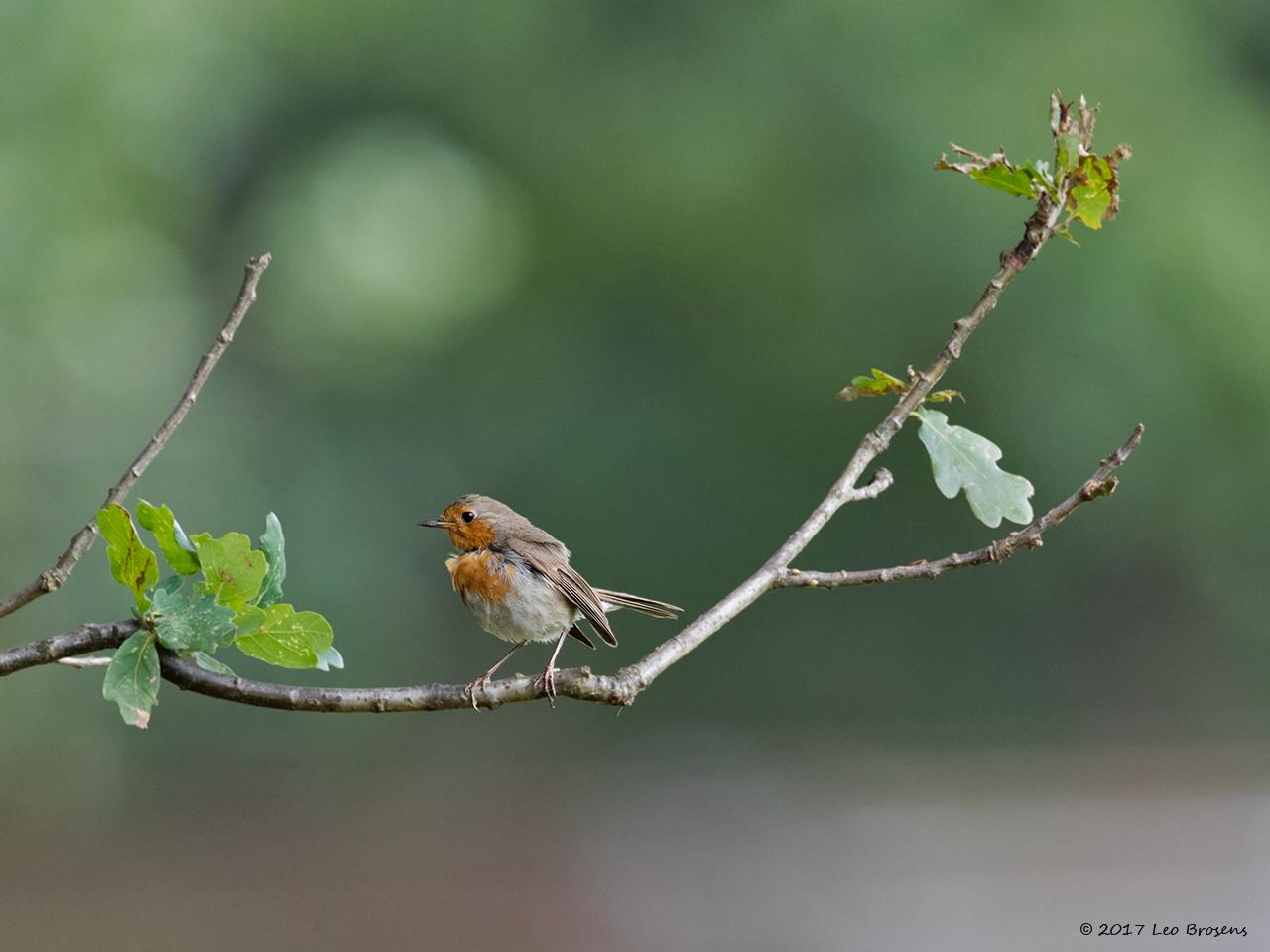 Roodborst-20170712g1280YSXX9303acrfb.jpg