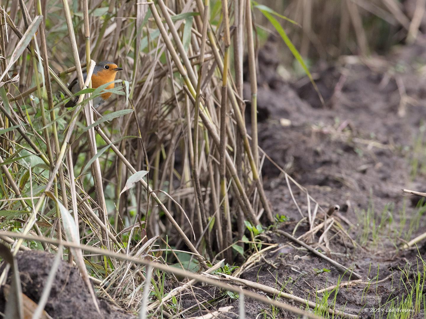 Roodborst-20191020g1440YSXX5823acrfb.jpg