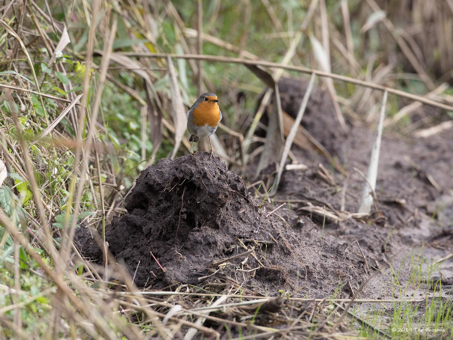 Roodborst-20191020g1440YSXX5827acrfb.jpg