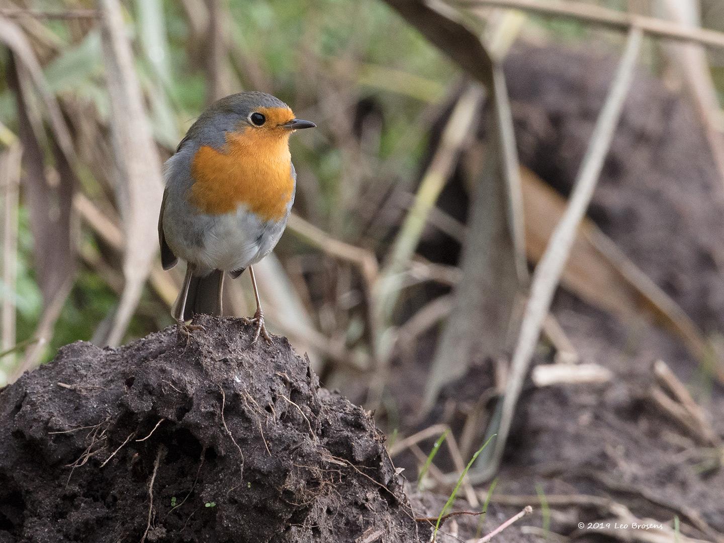 Roodborst-20191020g1440YSXX5830acrfb.jpg