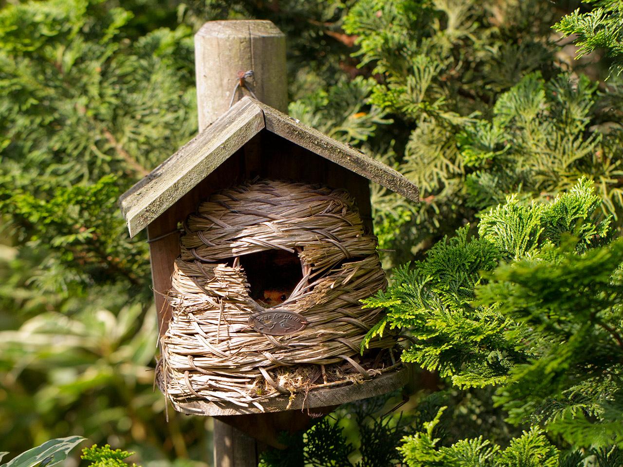 Roodborst-in-bijennestkastje-20150628g1280_MG_0580a.jpg