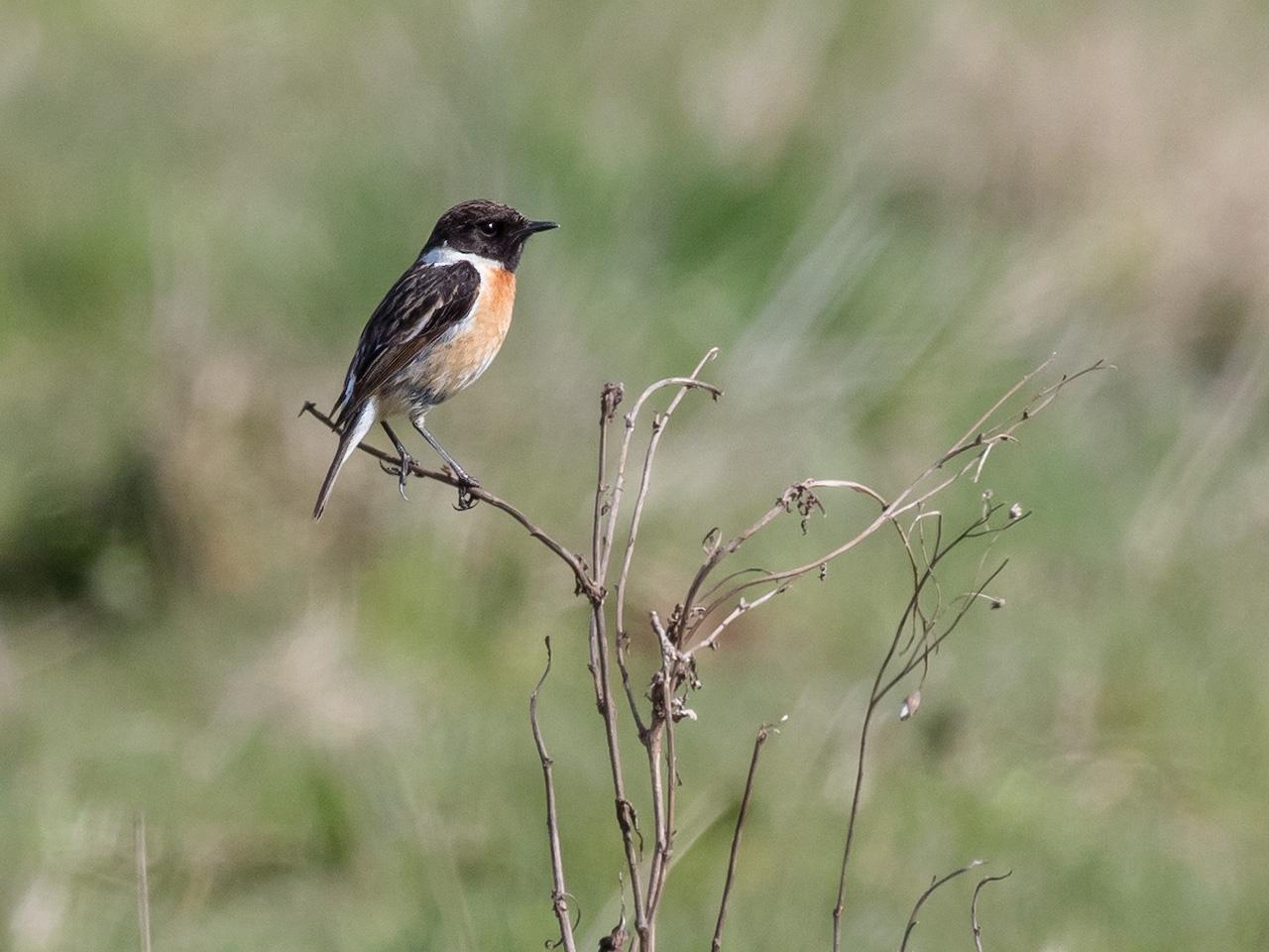 Roodborsttapuit-20170325g1280YSXX7588a.jpg