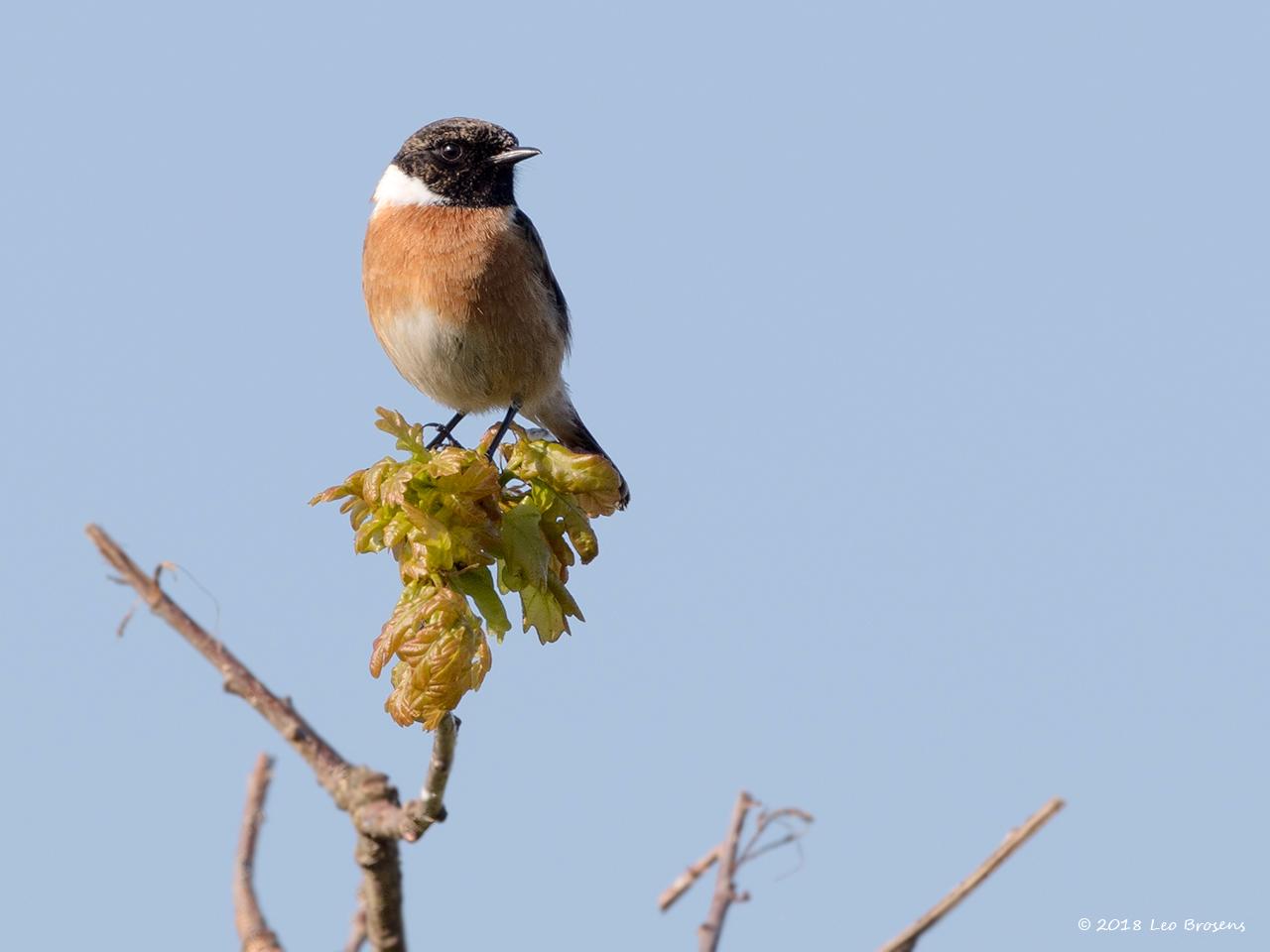 Roodborsttapuit-20180504g1280YSXX2309bcrfb.jpg