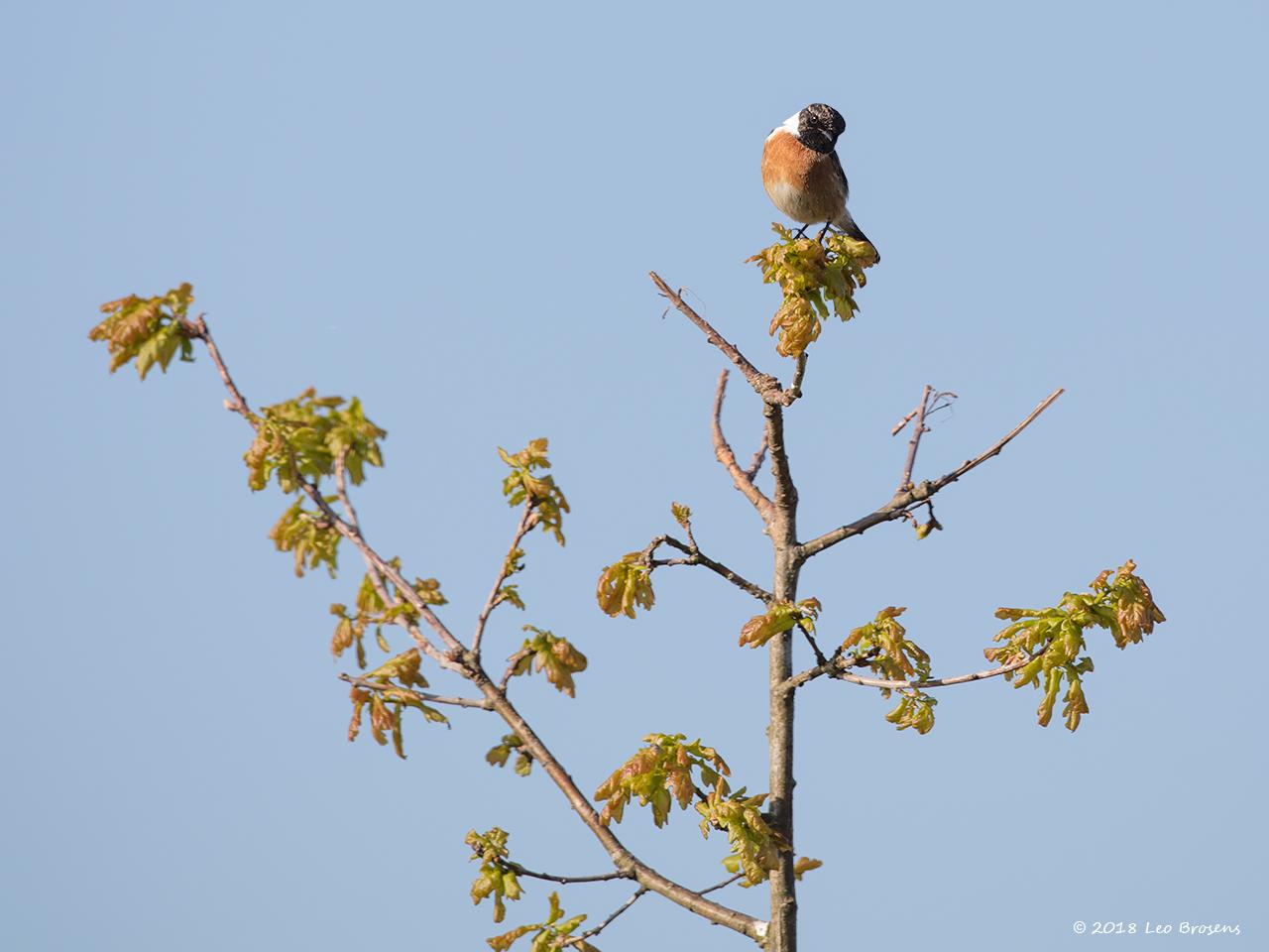 Roodborsttapuit-20180504g1280YSXX2312acrfb.jpg