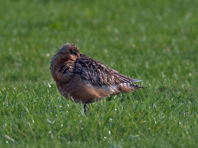 Rosse-grutto-20100828P1150310a.jpg