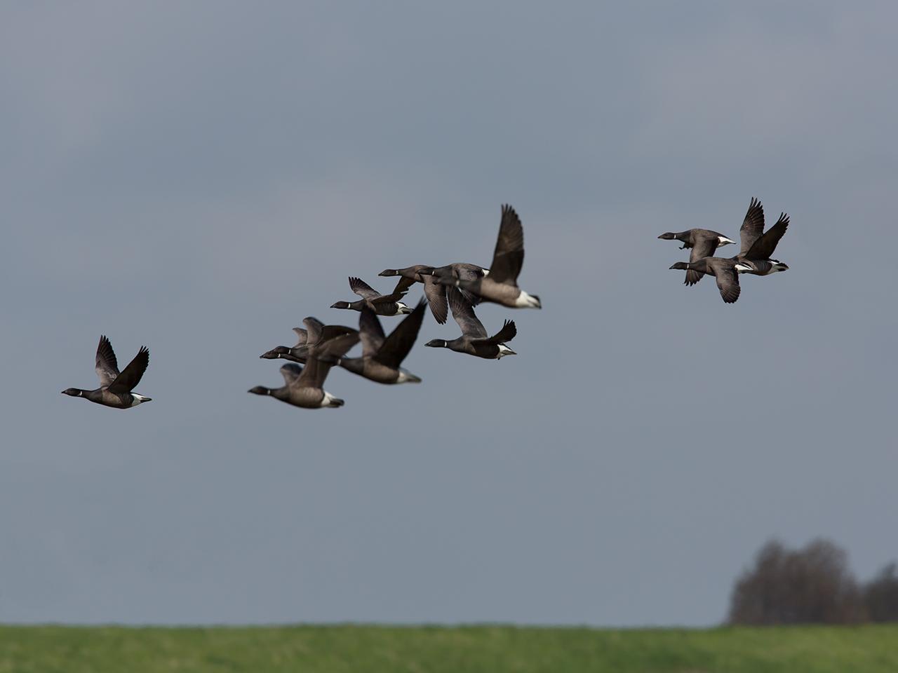 Rotgans-20130509-Tholen-g12807X1A7454a.jpg