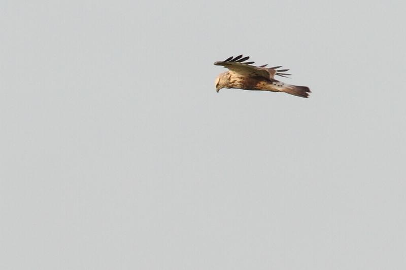 Ruigpootbuizerd-20111126g800IMG_0097a.jpg