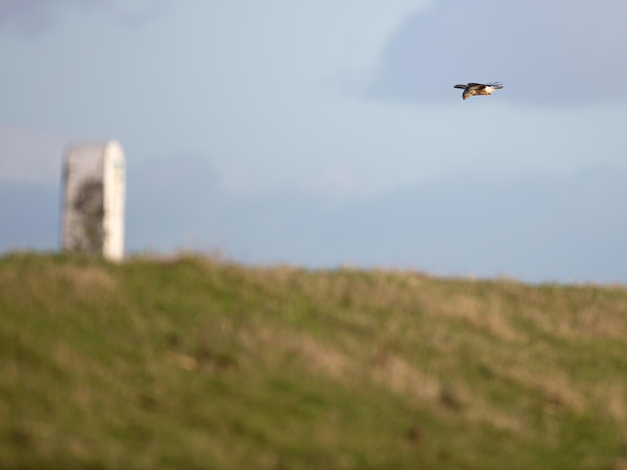 Ruigpootbuizerd-20190114g1280YSXX3835acrfb.jpg