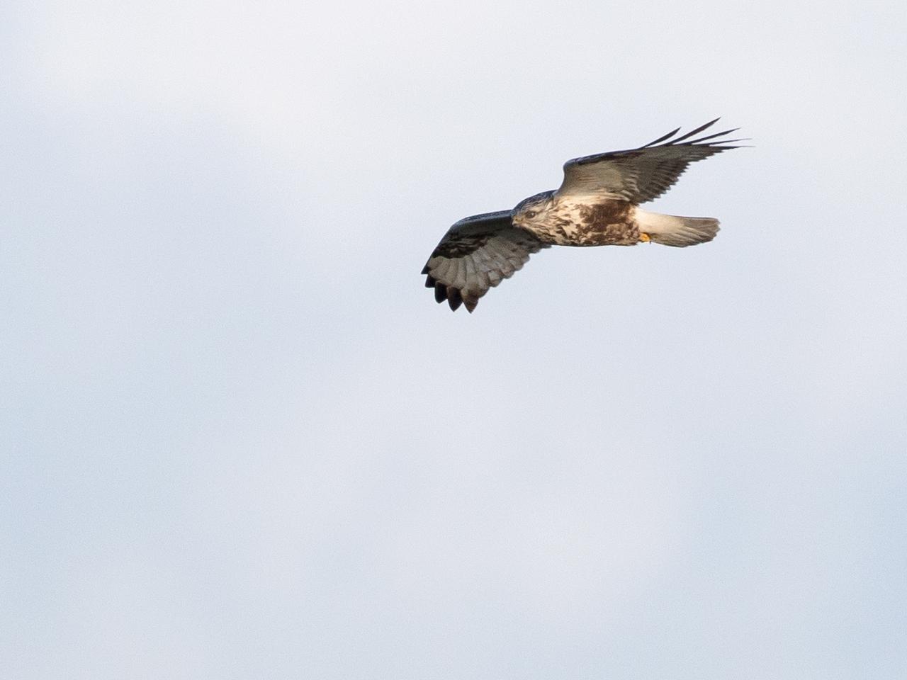 Ruigpootbuizerd-20190114g1280YSXX3845a.jpg