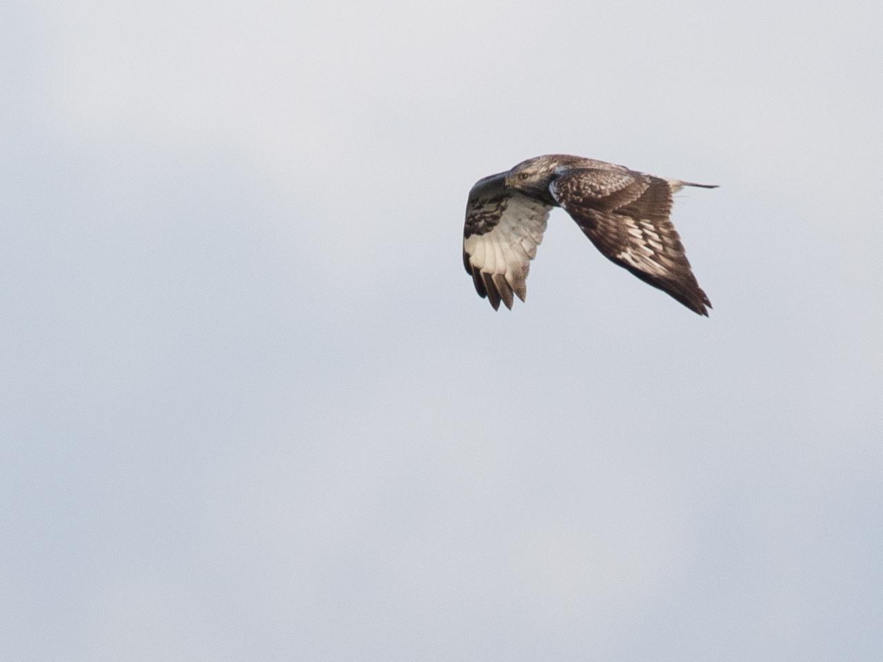 Ruigpootbuizerd-20190114g1280YSXX3846a.jpg