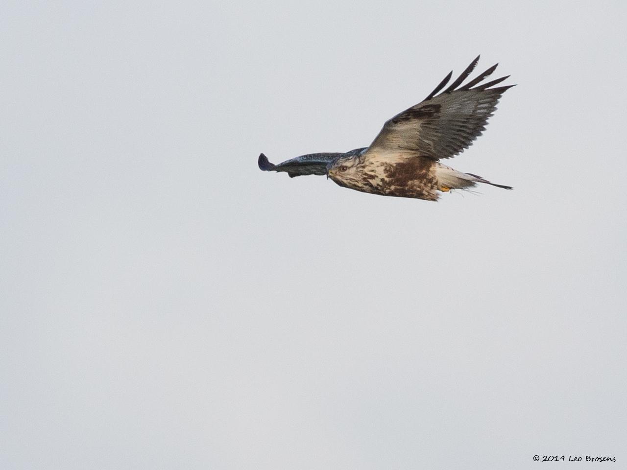 Ruigpootbuizerd-20190114g1280YSXX3850acrfb.jpg