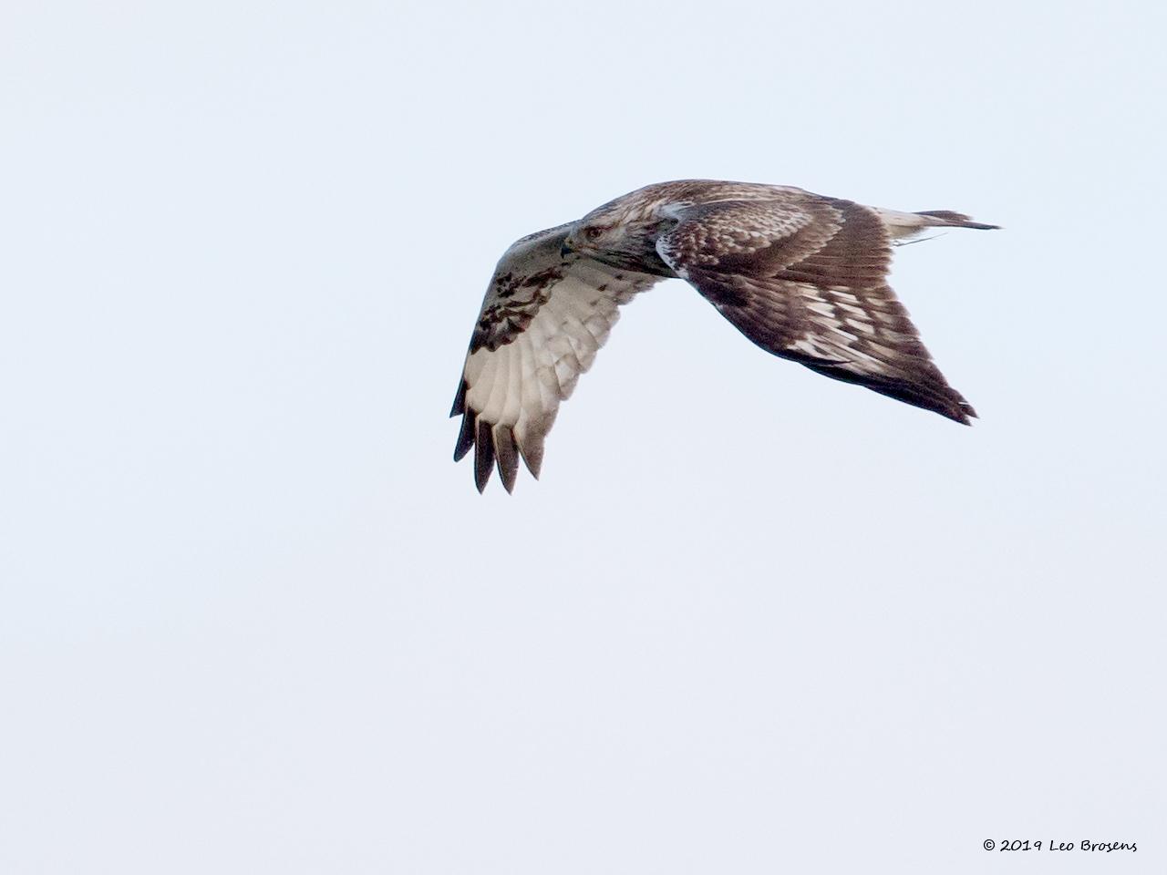 Ruigpootbuizerd-20190114g1280YSXX3853acrfb.jpg