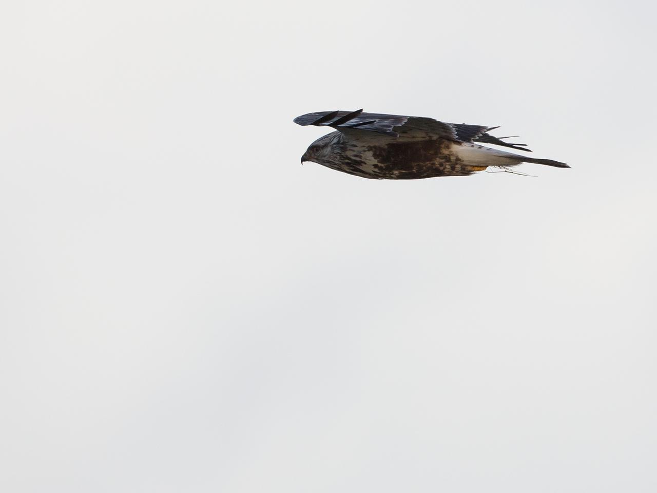 Ruigpootbuizerd-20190114g1280YSXX3855a.jpg