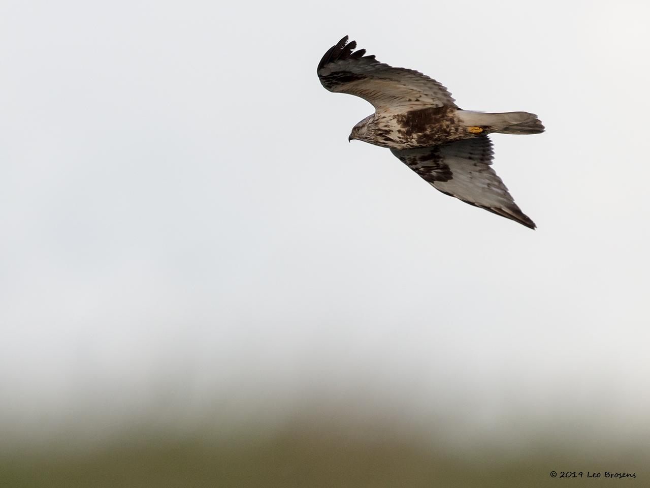 Ruigpootbuizerd-20190114g1280YSXX3858bcrfb.jpg