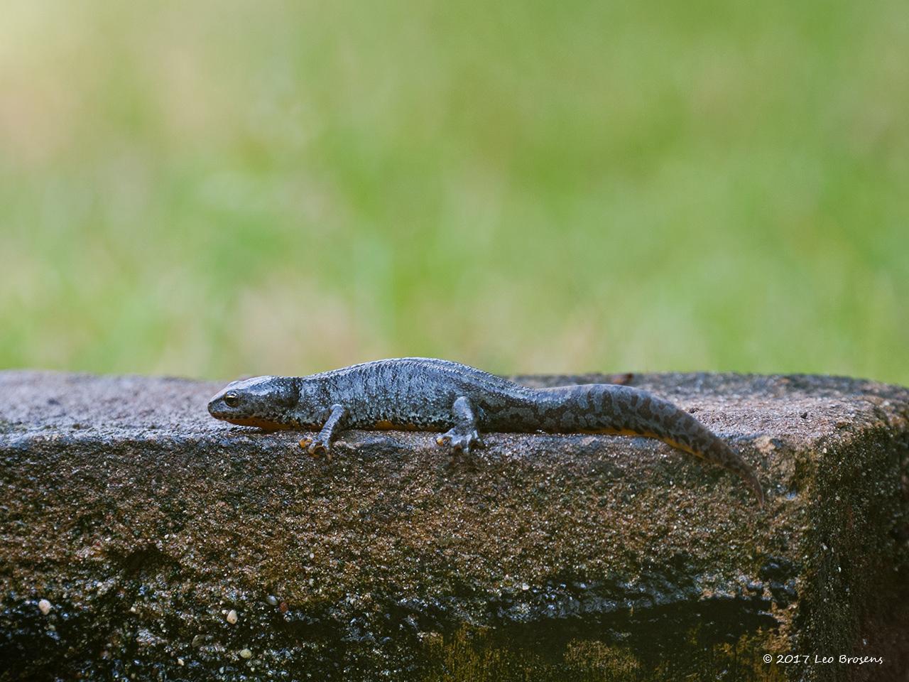 Salamander-20100626g1280P1130957acrfb.jpg