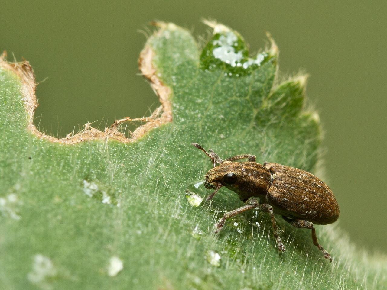 Sitona-lepidus-20130825g1280IMG_9604a.jpg