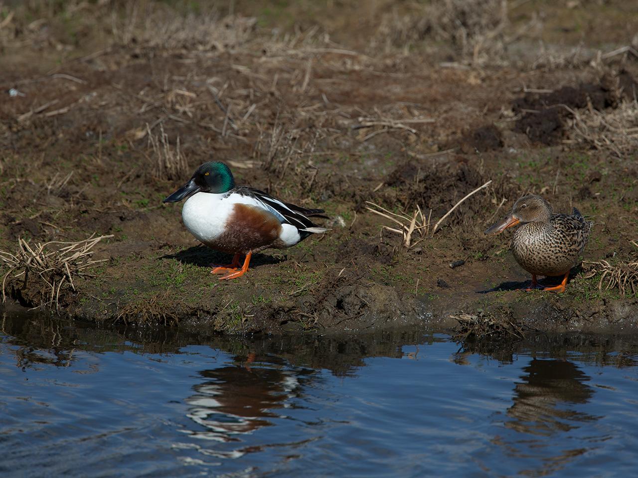 Slobeend-20130509-Tholen-g12807X1A7420a.jpg