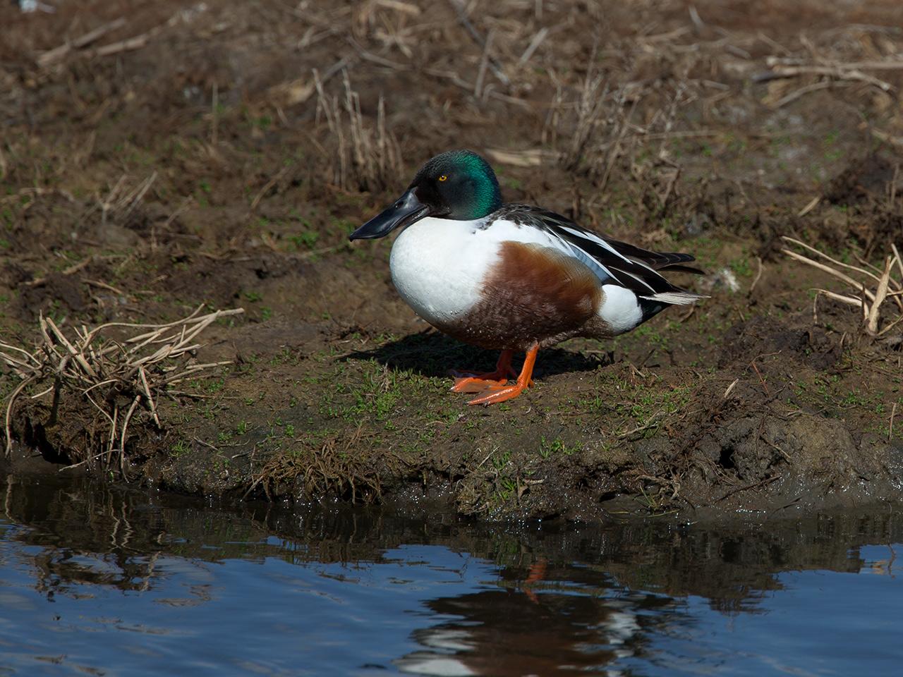 Slobeend-20130509-Tholen-g12807X1A7420b.jpg