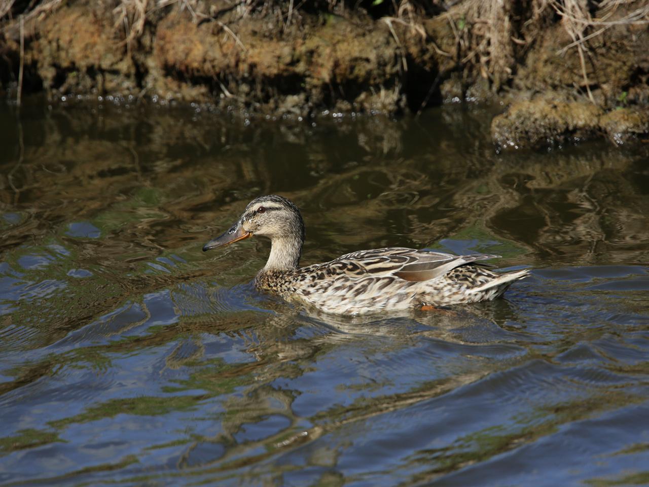 Slobeend-20130509g12807X1A7410a.jpg