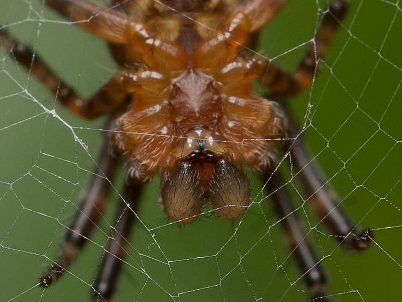 Spin-20120806g800IMG_1395a.jpg