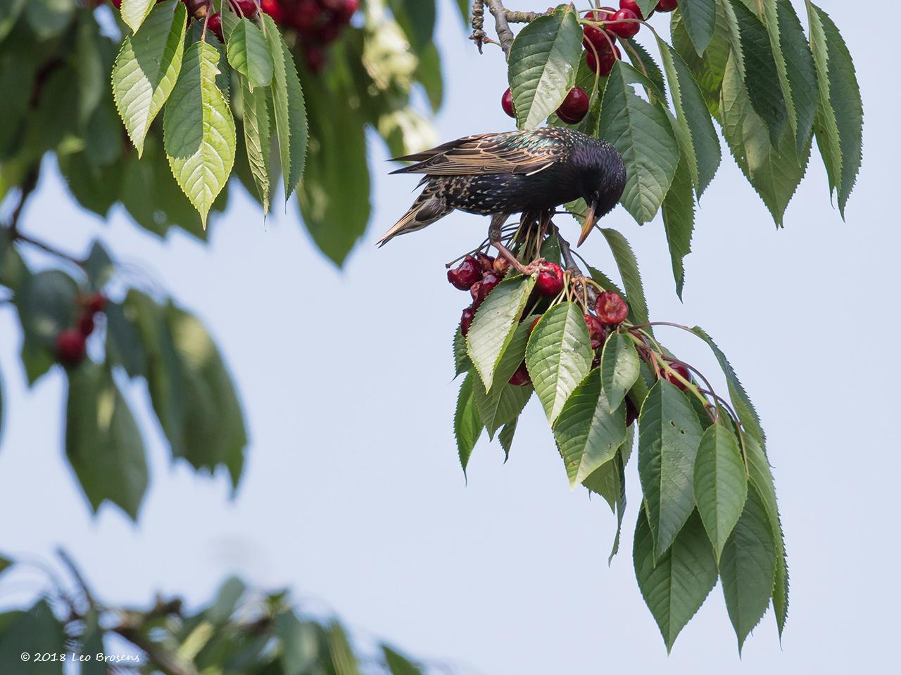 Spreeuw-20180610g1280YSXX2684acrfb.jpg