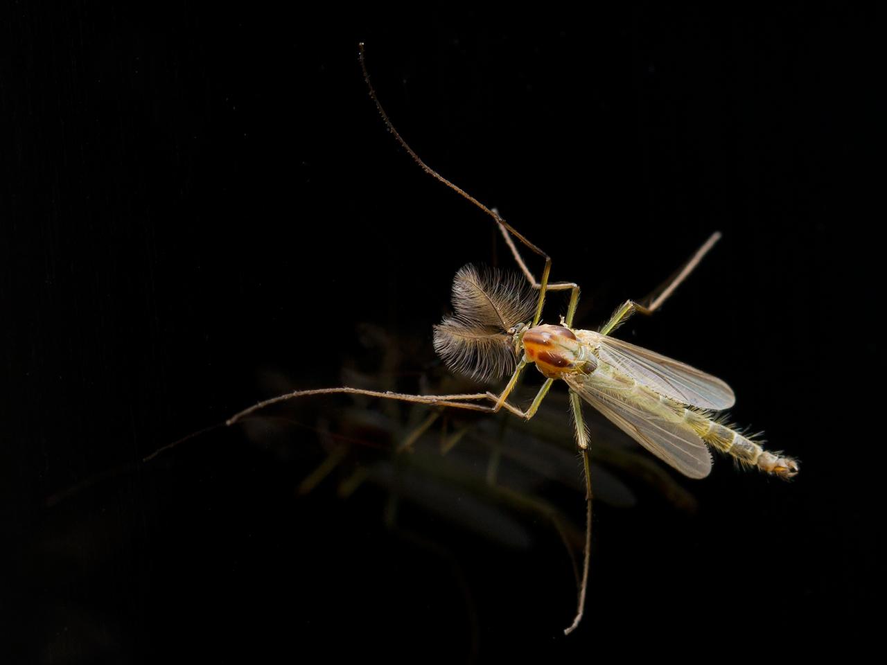 Steekmug-Chaoborus-crystalinus-20140515g1280a.jpg