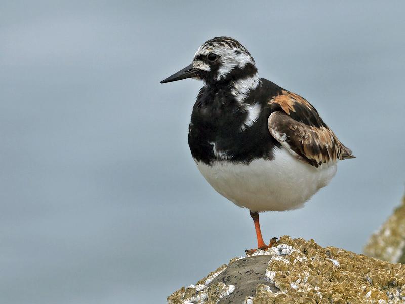 Steenloper-20100727P1140481adp.jpg