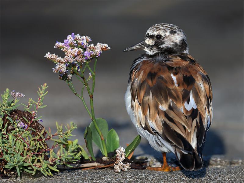 Steenloper-20100814P110965adp.jpg