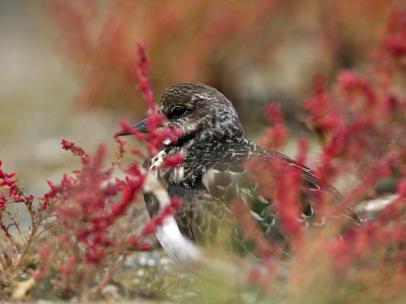 Steenloper-20100919P1150442a.jpg