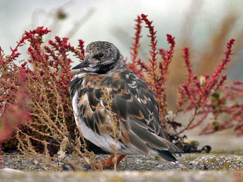 Steenloper-20100919P1150472a.jpg