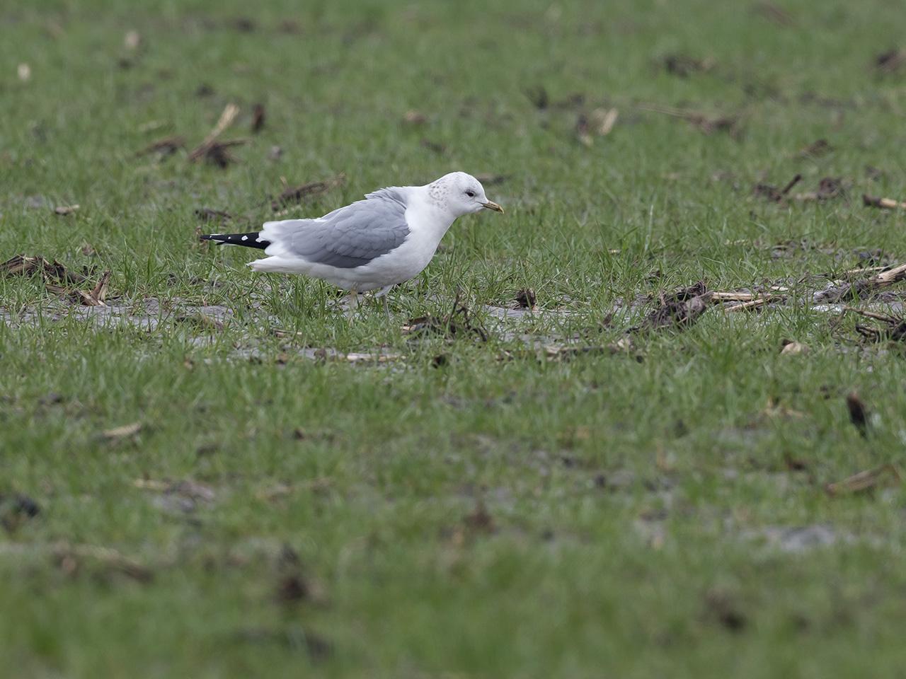 Stormmeeuw-20170209g1280YSXX6650a.jpg