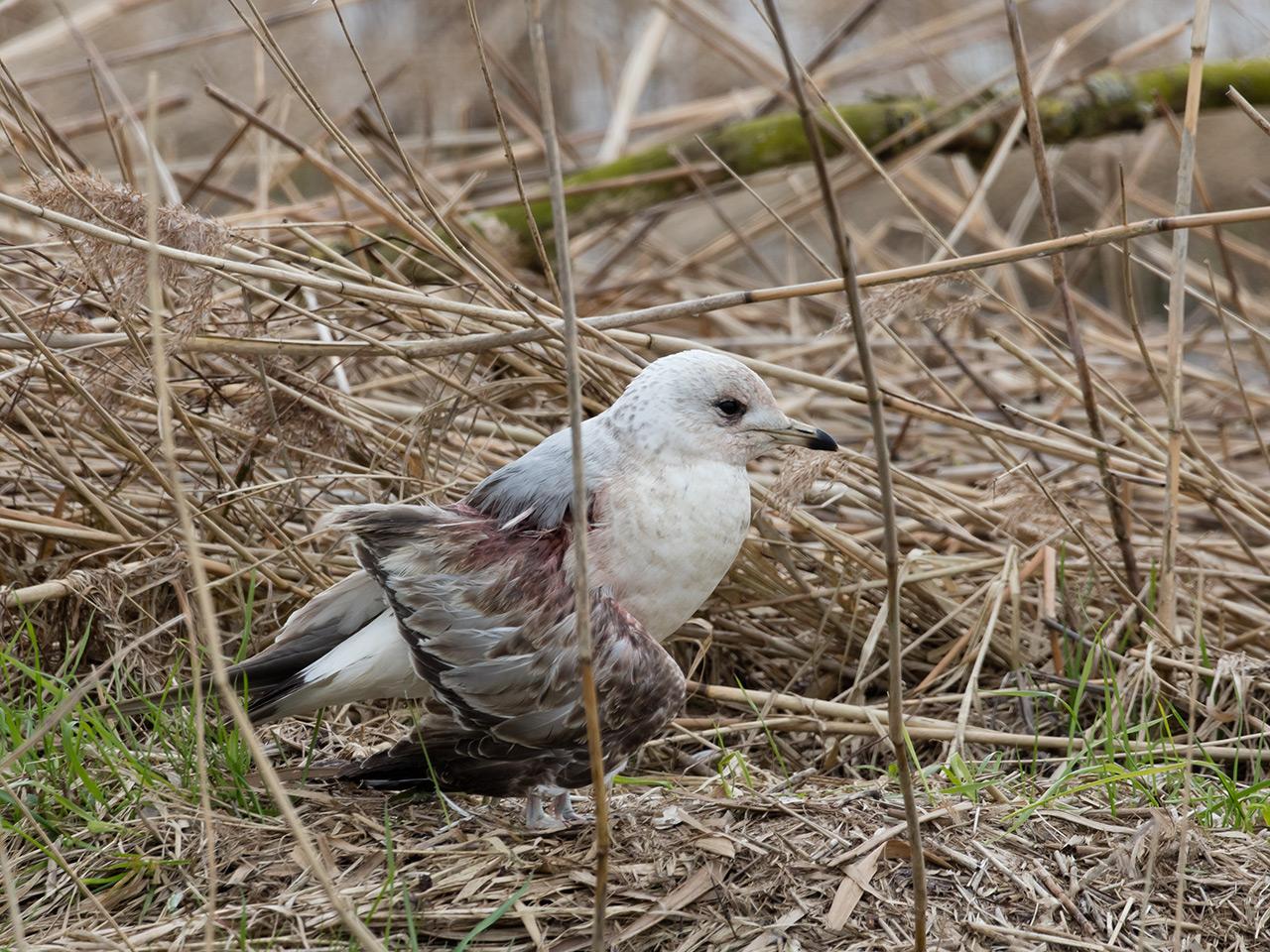 Stormmeeuw-20170317g1280YSXX7354a.jpg