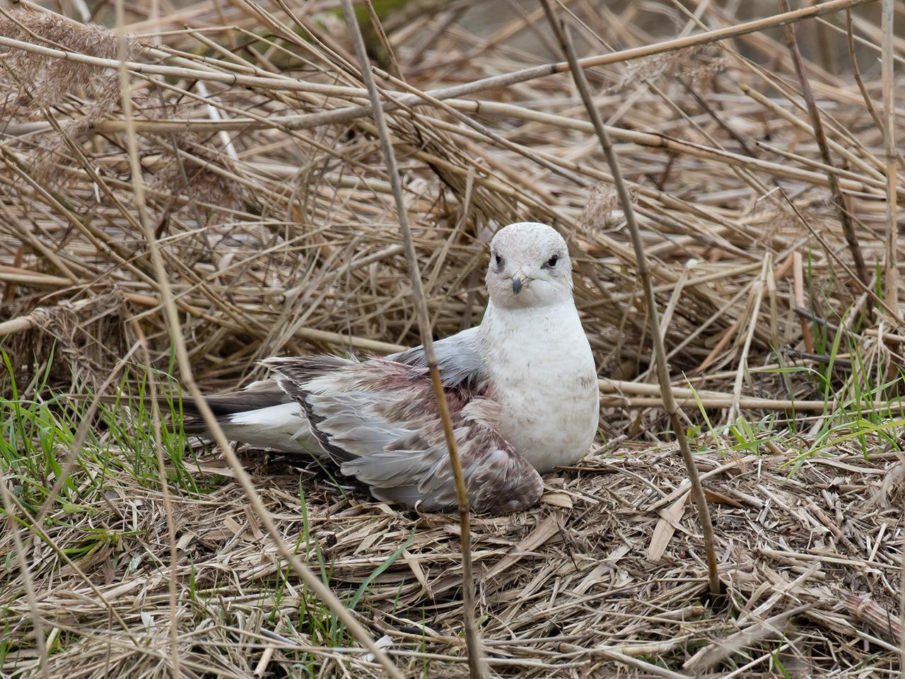 Stormmeeuw-20170317g1280YSXX7358a.jpg