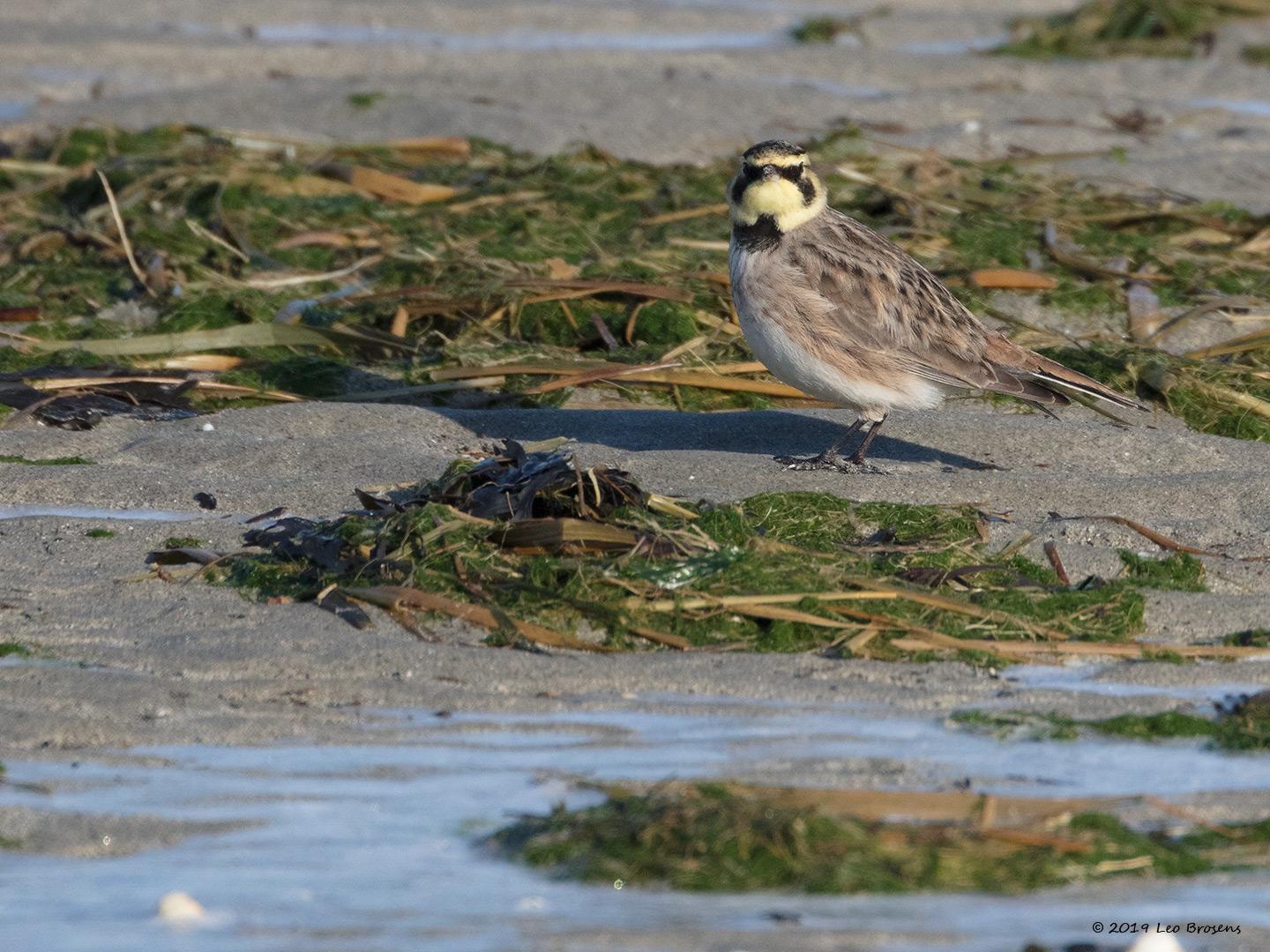 Strandleeuwerik-20190118g1440bYSXX4230crfb.jpg