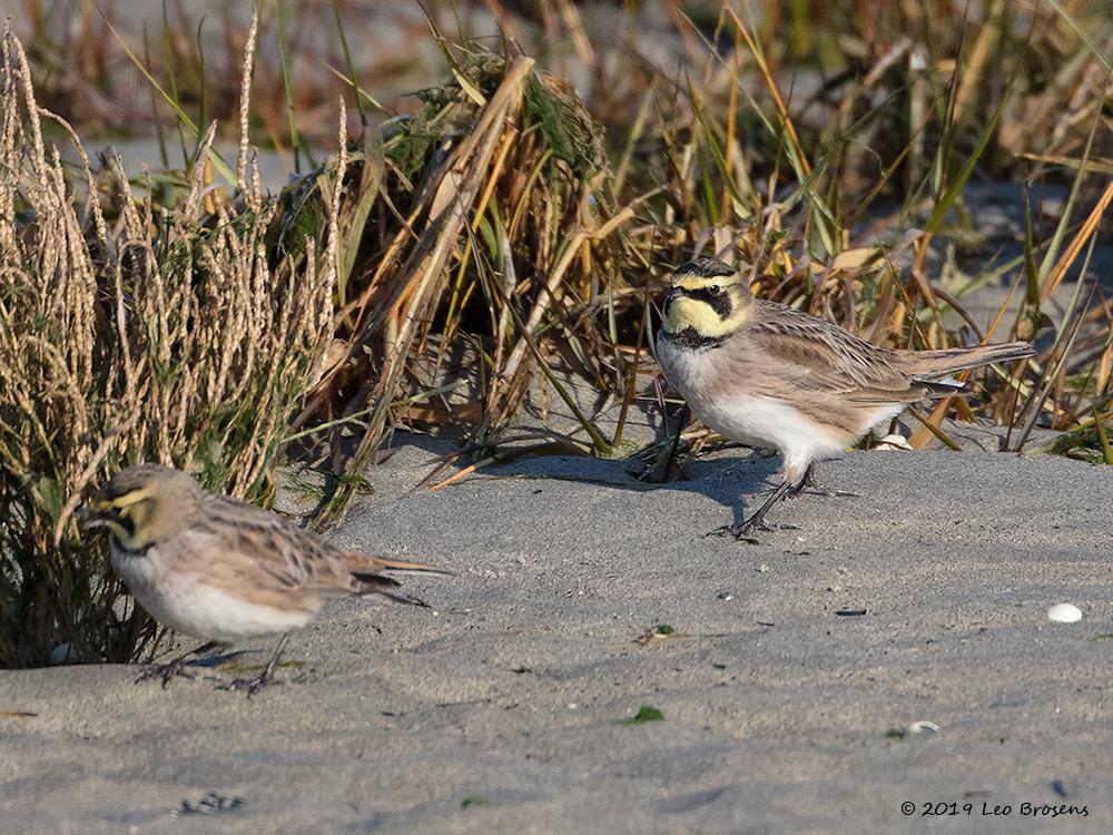 Strandleeuwerik-20190121g1000aYSXX4259crfbwn.jpg