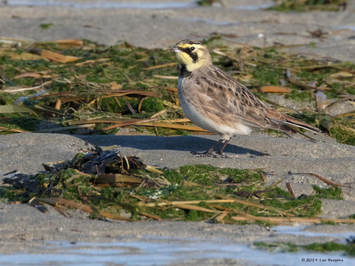 Strandleeuwerik-20190121g1440aYSXX4227crfb.jpg