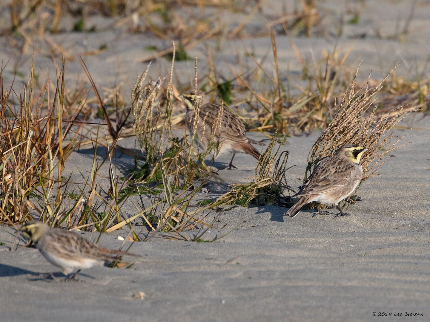 Strandleeuwerik-20190121g1440aYSXX4250crfb.jpg