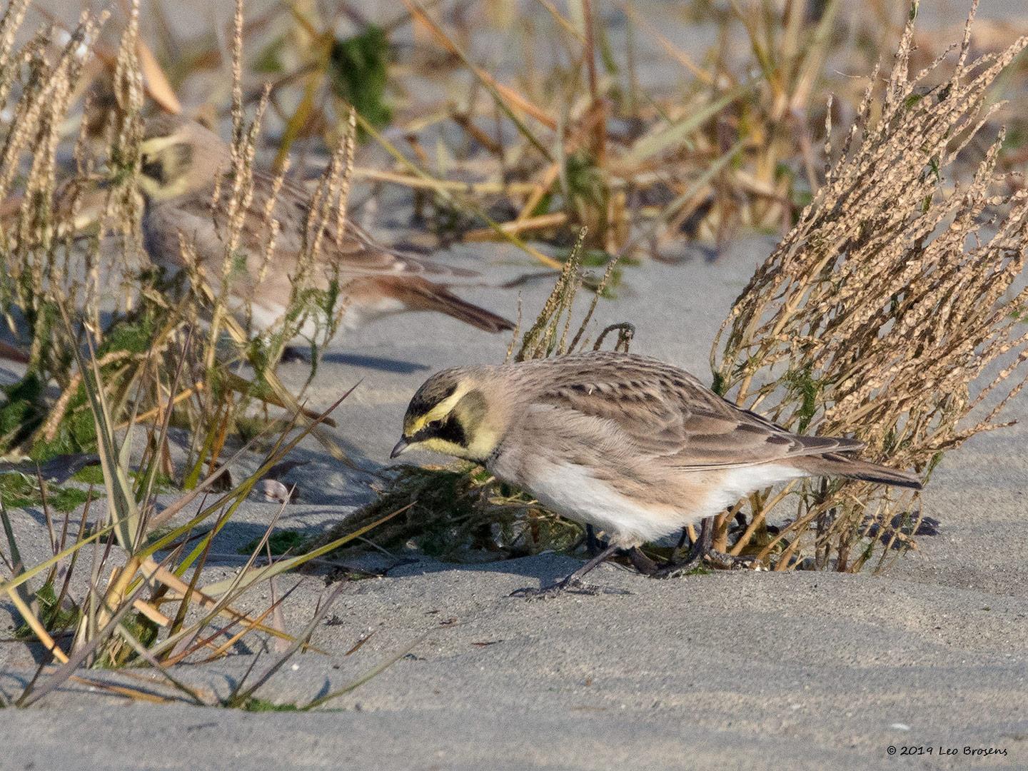 Strandleeuwerik-20190121g1440aYSXX4252crfb.jpg