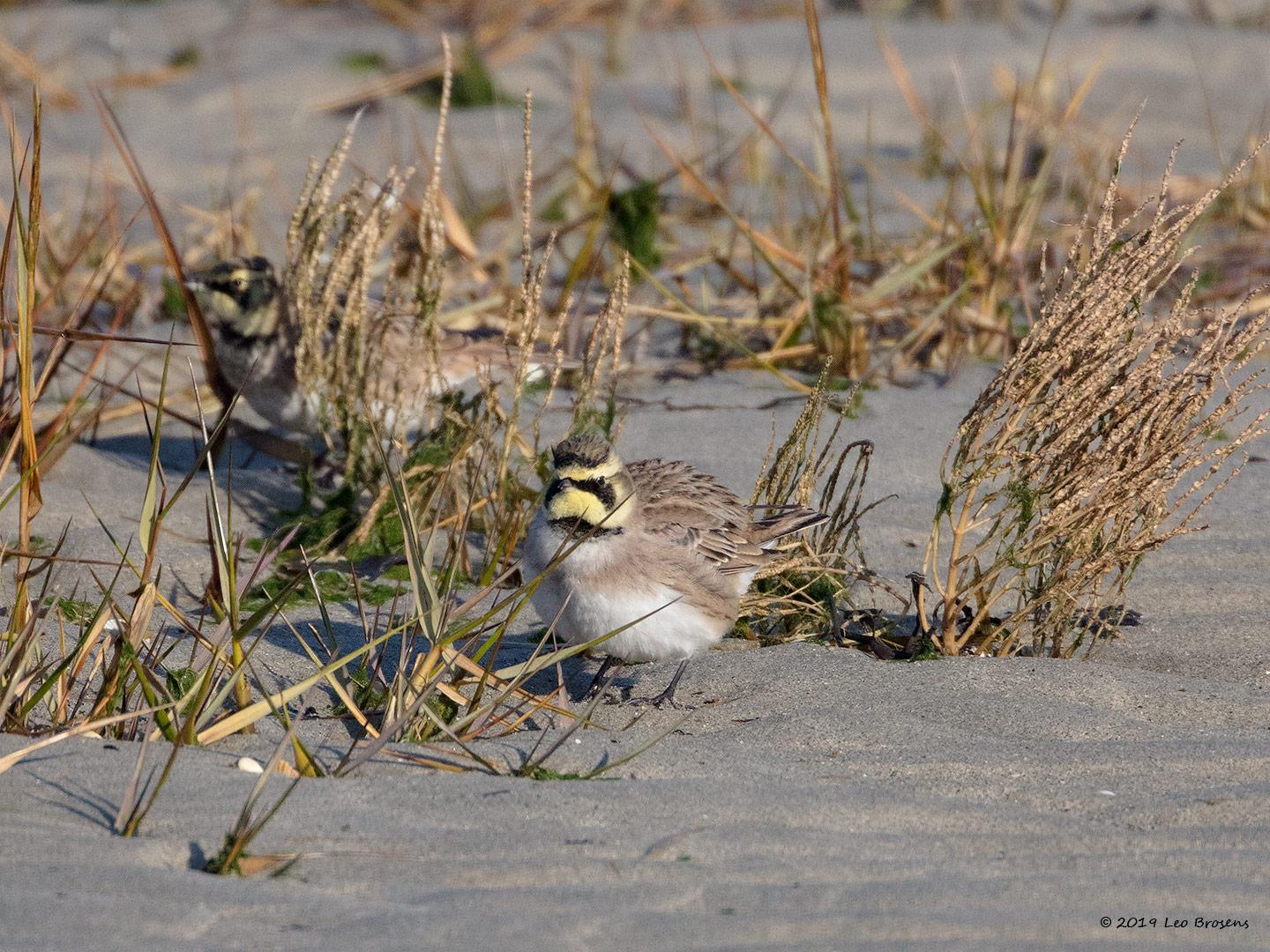 Strandleeuwerik-20190121g1440aYSXX4255crfb.jpg