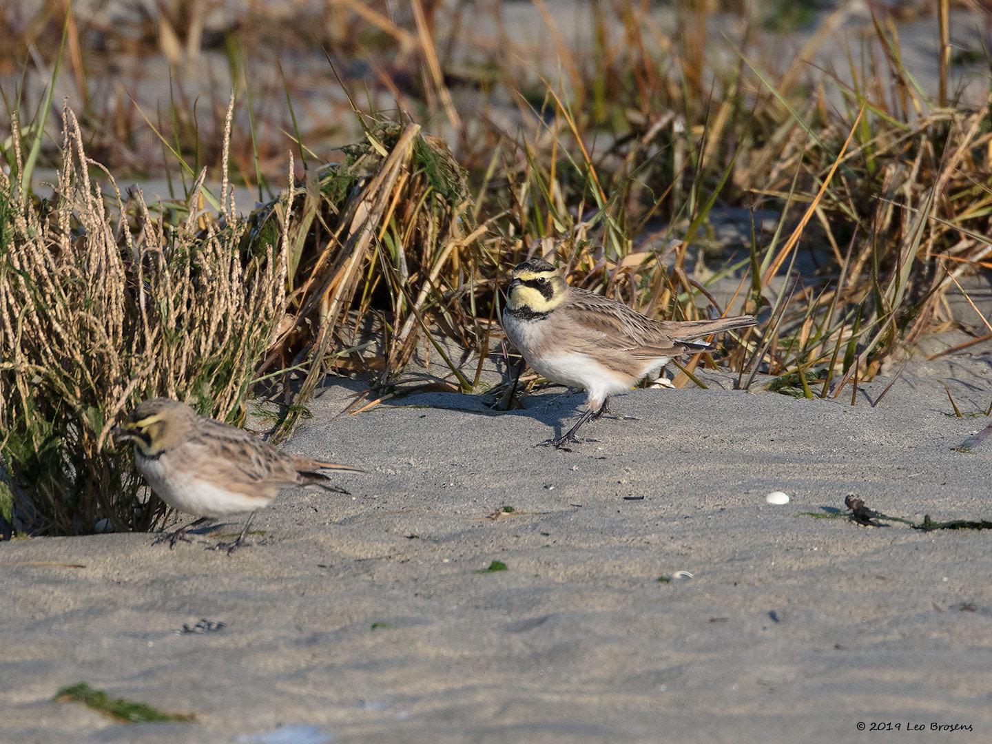 Strandleeuwerik-20190121g1440aYSXX4259crfb.jpg