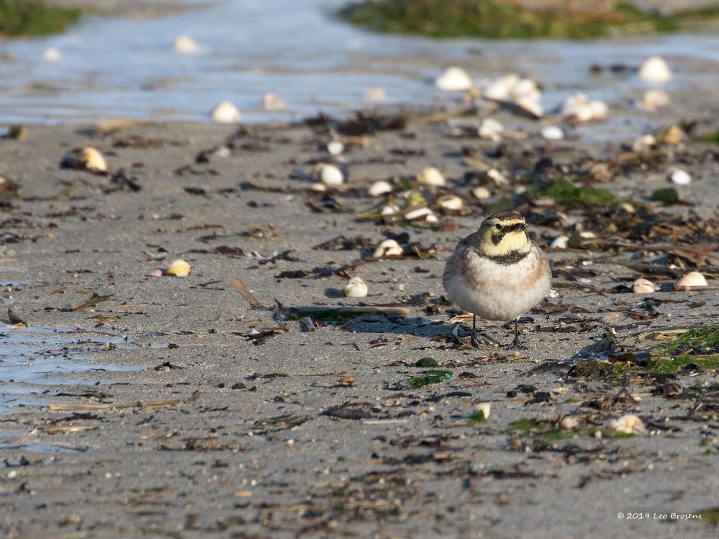 Strandleeuwerik-20190121g1440aYSXX4267crfb_0.jpg